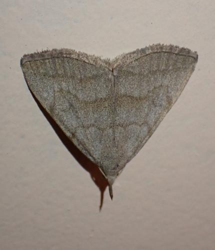 Réf. 350 592 : Pechipogo strigilata